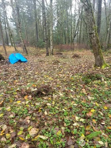 a view of a yard with a tree