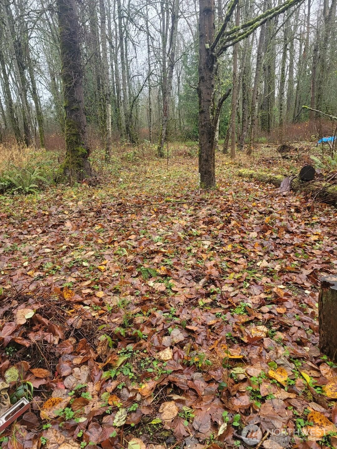 35750 Military Road South Auburn, WA 98001 - Photo 9 of 10 a big yard with lots of green space and trees