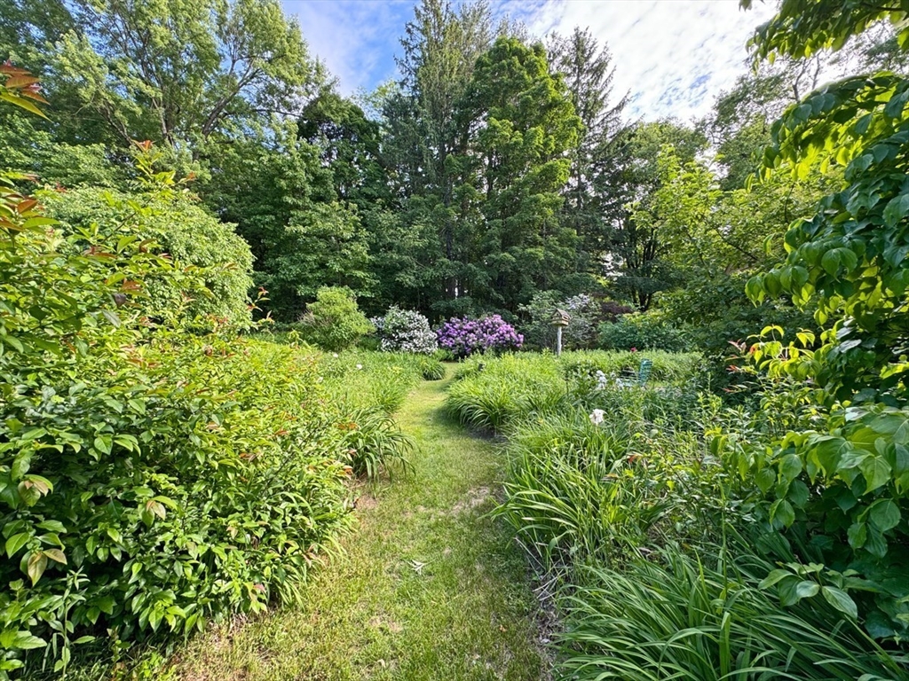89 Wanamaker Road Northfield, MA 01360 - Photo 36 of 42 a view of a lush green forest with lots of trees