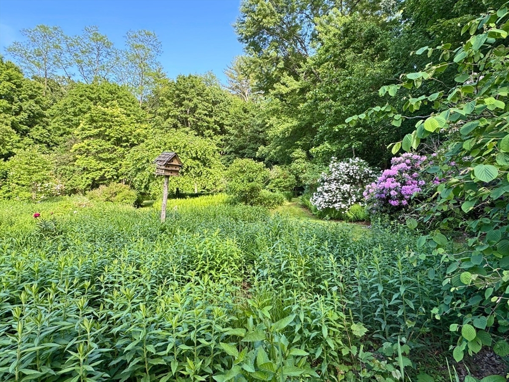89 Wanamaker Road Northfield, MA 01360 - Photo 37 of 42 a view of a flower in a garden
