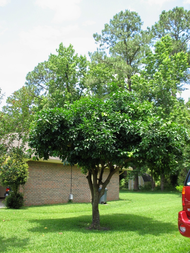11861 Remsen Road Jacksonville, FL 32223 - Photo 25 of 25 Grapefruit Bearing Trees (plentiful)