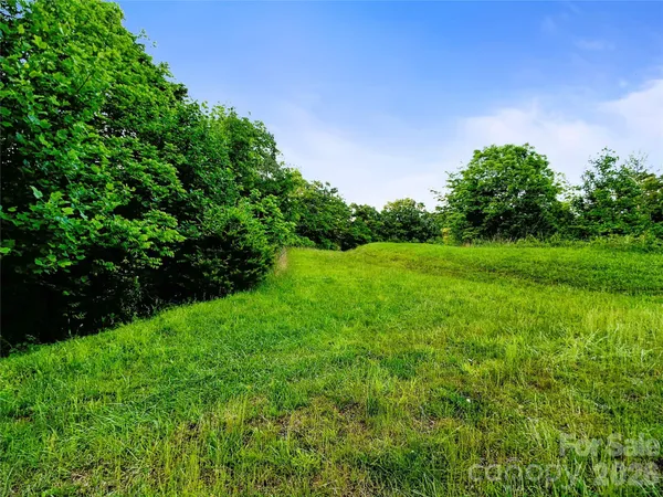 a view of a garden with a tree in the background