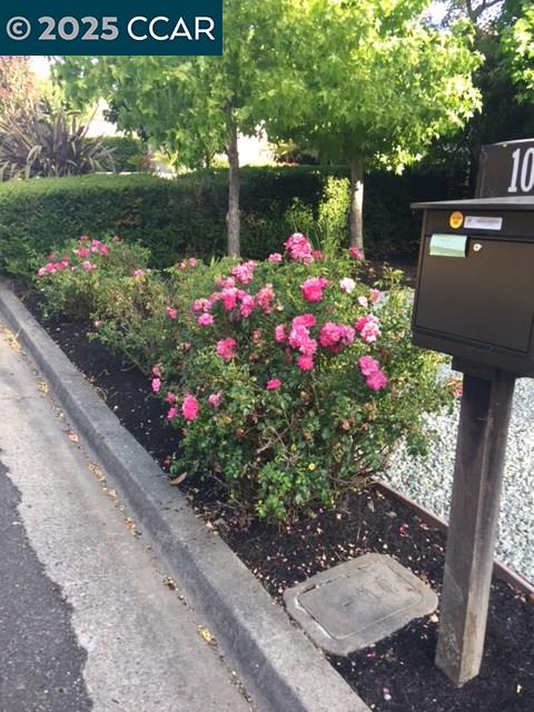 1000 Sanders Drive Moraga, CA 94556 - Photo 3 of 32 a view of a bunch of flowers