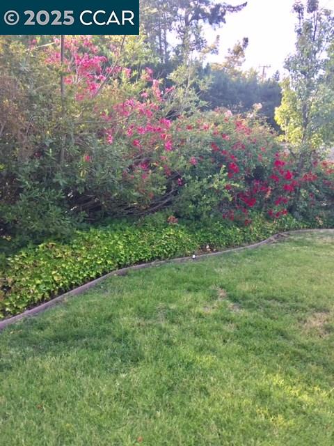 1000 Sanders Drive Moraga, CA 94556 - Photo 5 of 32 a view of a bunch of flowers