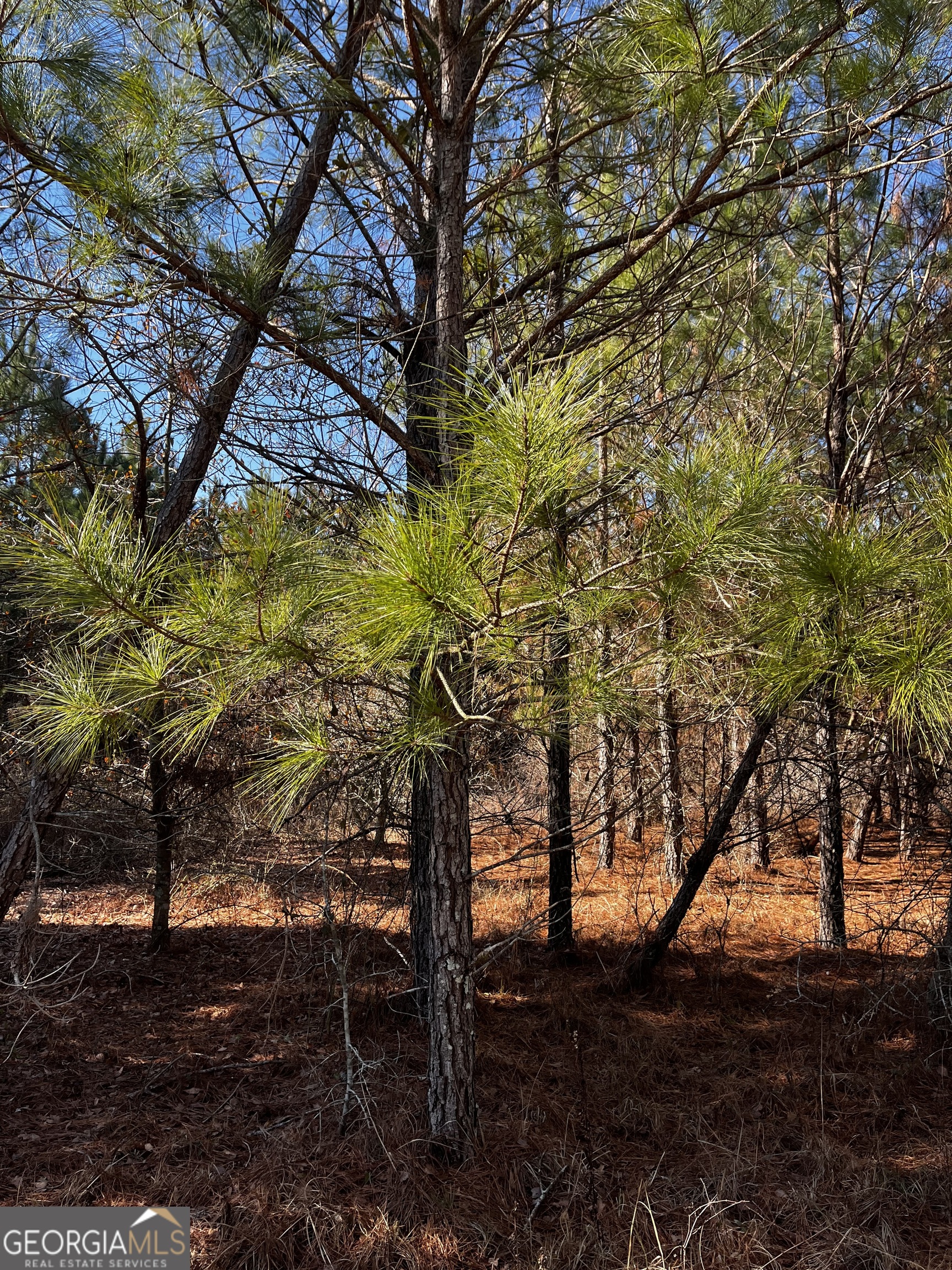 0 Lynntown Road Collins, GA 30421 - Photo 3 of 5