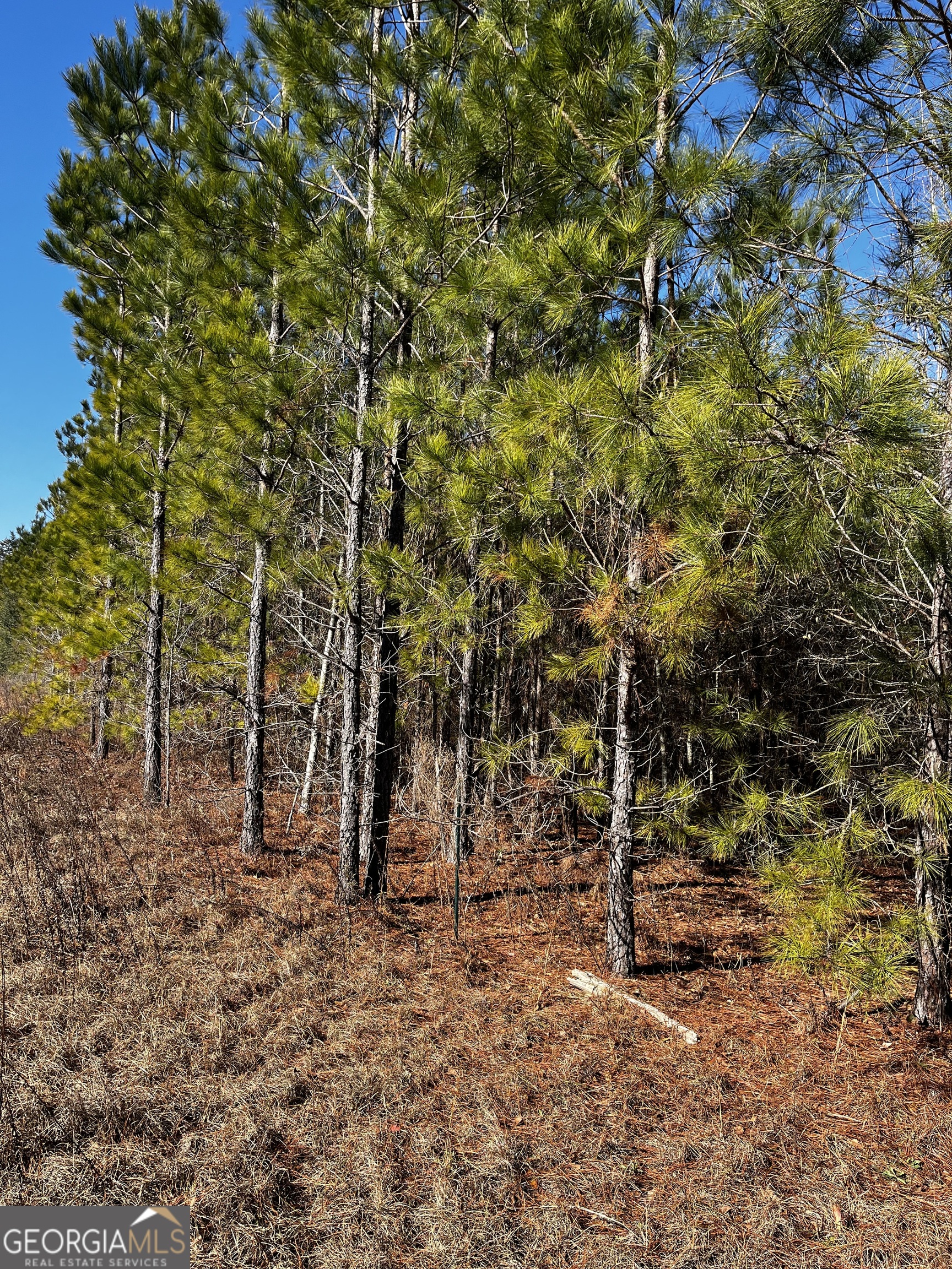 0 Lynntown Road Collins, GA 30421 - Photo 4 of 5