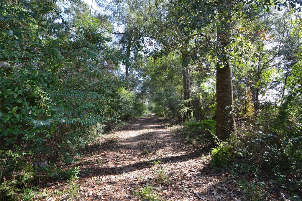 56234 Loranger Road Loranger, LA 70446 - Photo 4 of 6