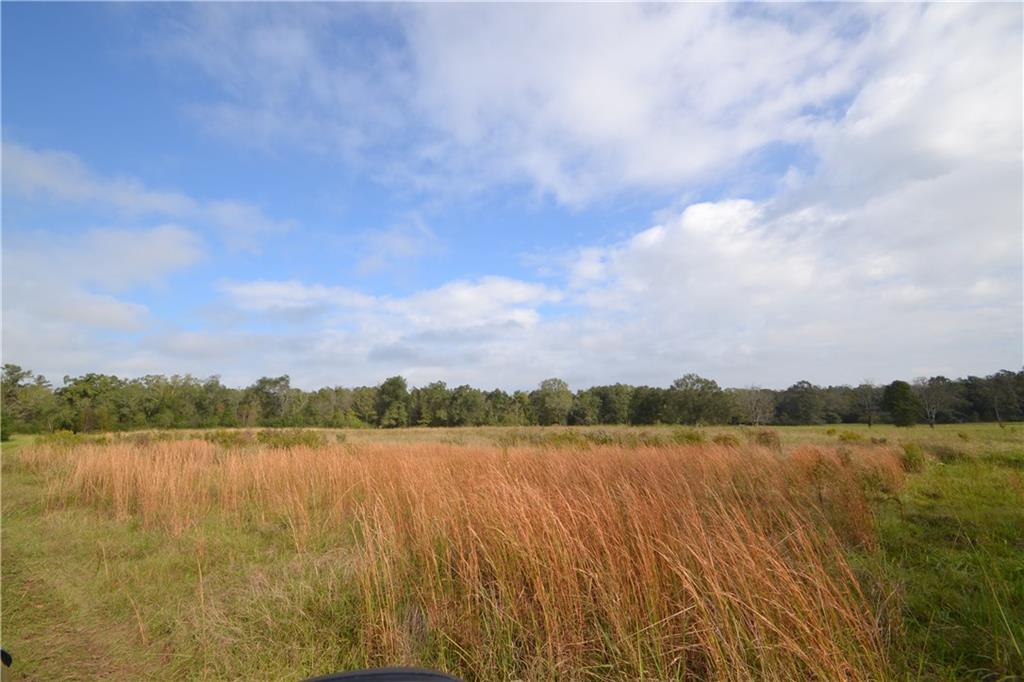 56234 Loranger Road Loranger, LA 70446 - Photo 6 of 6
