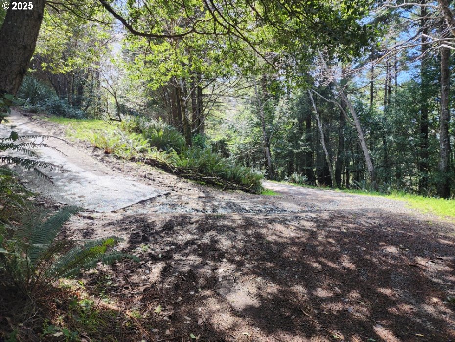 Jefferson Street Port Orford, OR 97465 - Photo 8 of 8 a view of a forest with trees in front of it