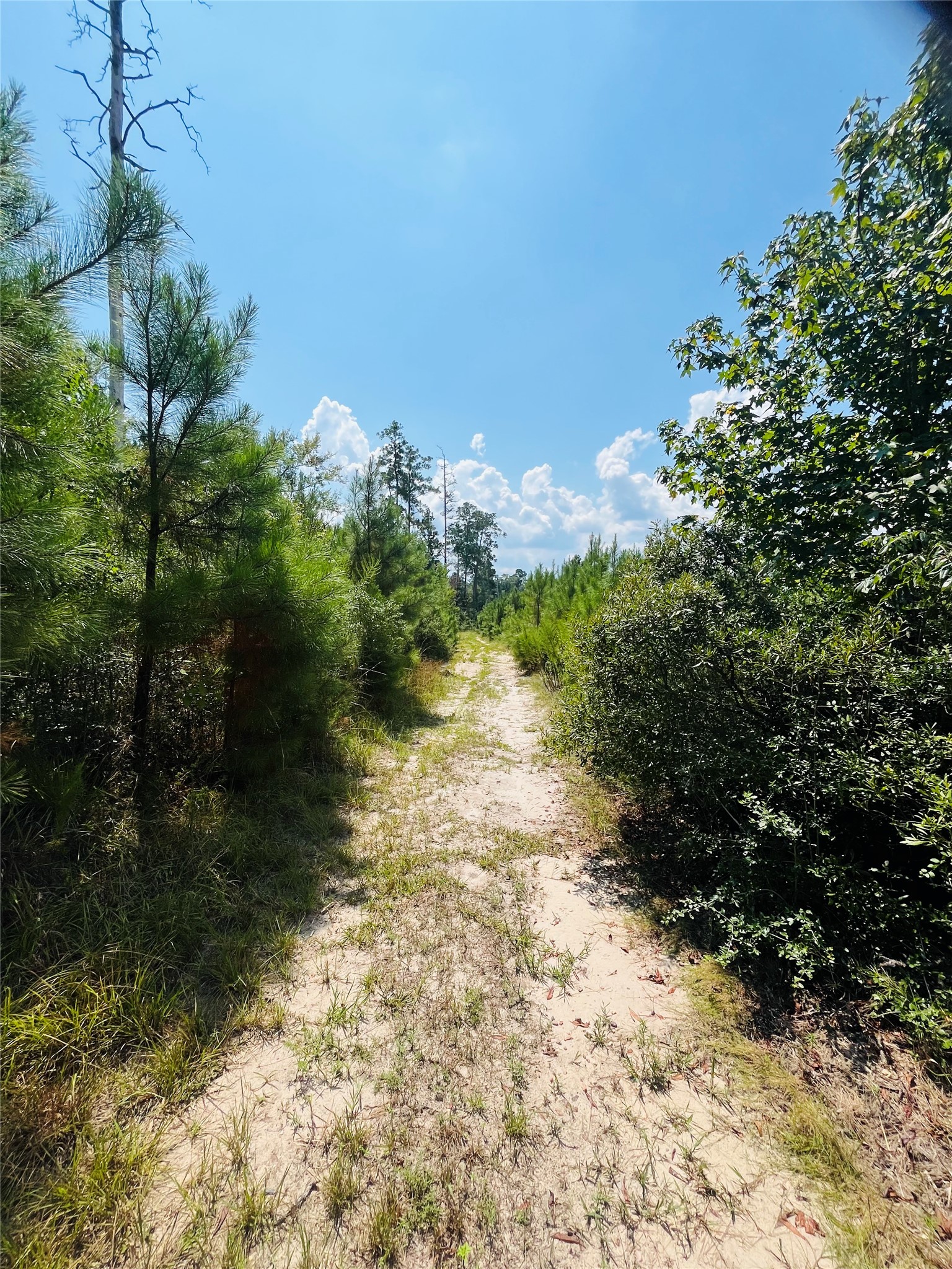 0 9 Bridge Road Corrigan, TX 75939 - Photo 6 of 22 Another trail