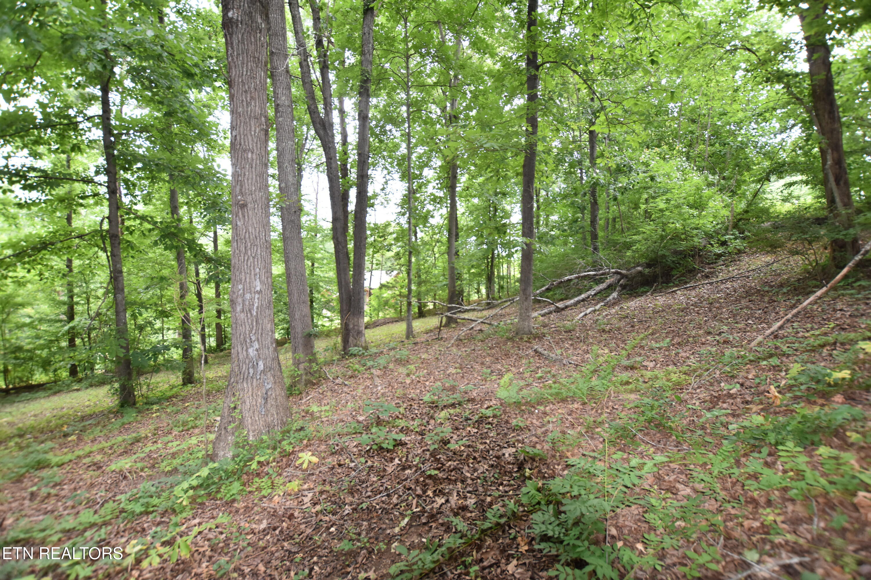 Grove Lane Clinton, TN 37716 - Photo 3 of 5 DSC_0066