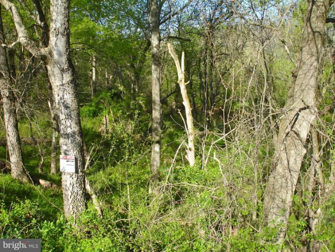 1 Stevensburg Road Culpeper, VA 22701 - Photo 3 of 11 Looking into the woods