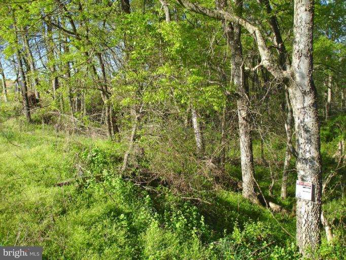 1 Stevensburg Road Culpeper, VA 22701 - Photo 9 of 11 At the edge of Mountain Run