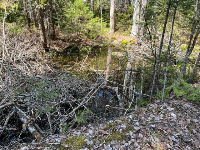 0 Map B Haven Wesley, ME 04686 - Photo 6 of 11 IMG_0015
