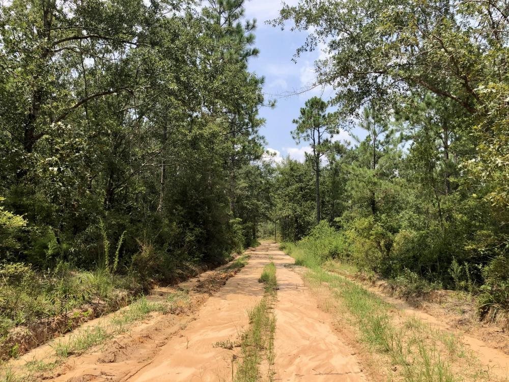 0 Private Road McIntosh, AL 36553 - Photo 15 of 21