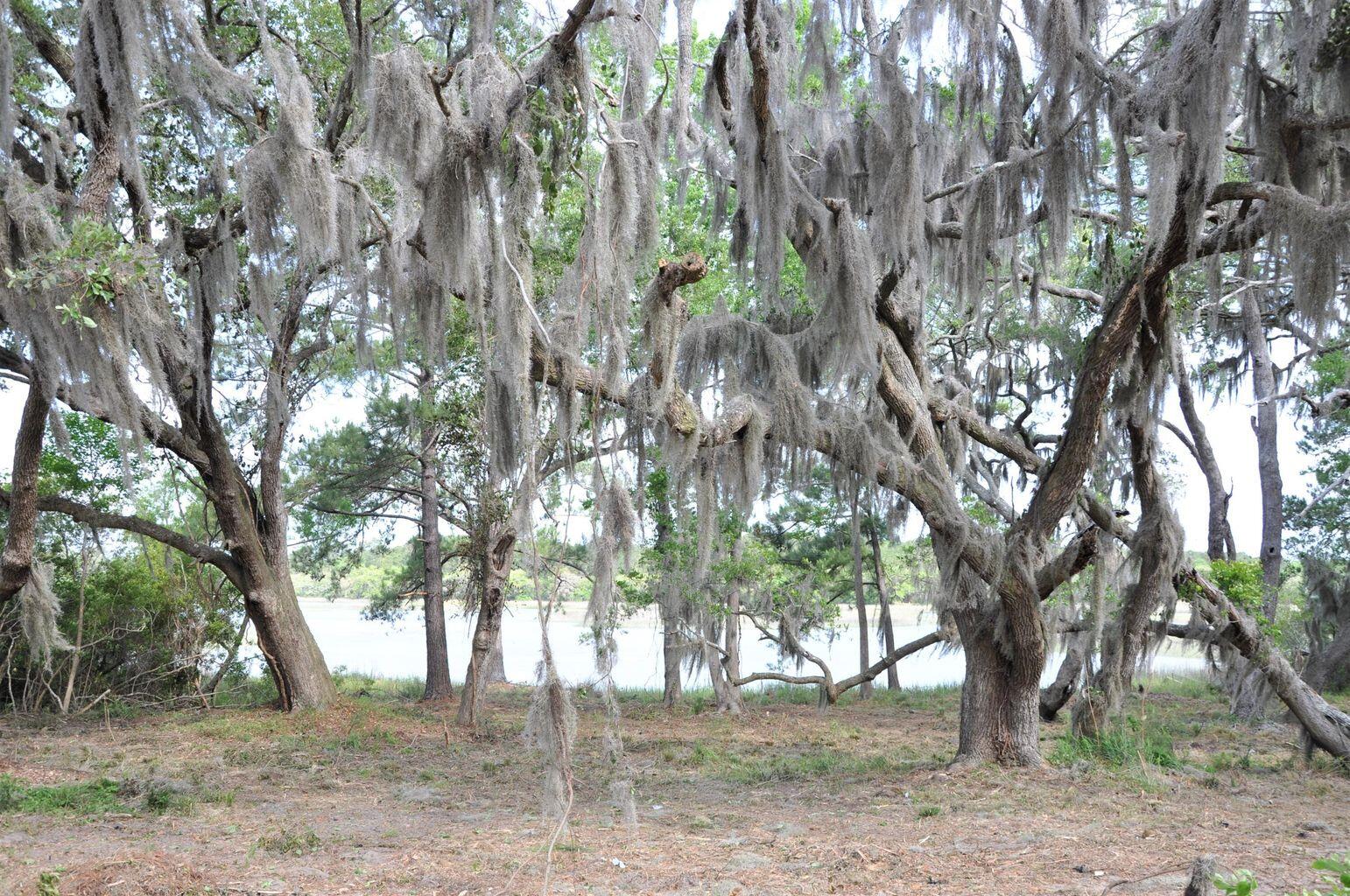 0 Ranch Road Wadmalaw Island, SC 29487 - Photo 4 of 11 20220503174521006884000000-o