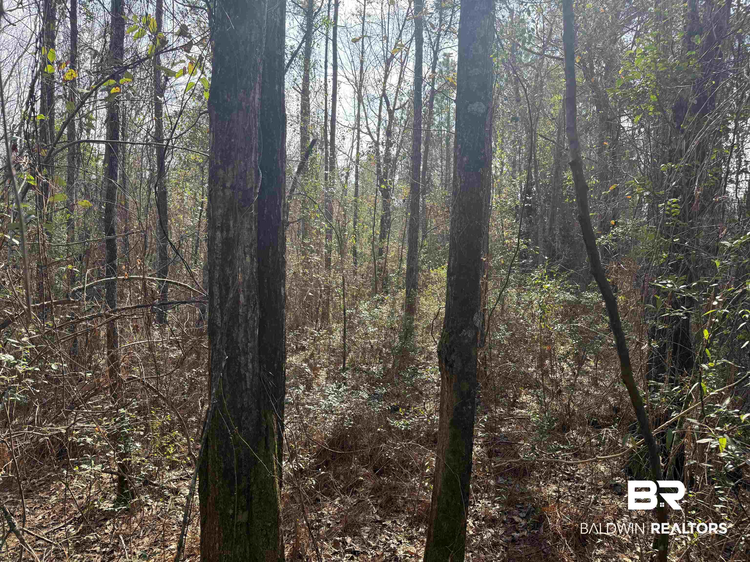 0 Highway 41 Range, AL 36473 - Photo 6 of 11 View of woods