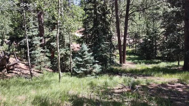 a view of a lake with a tree