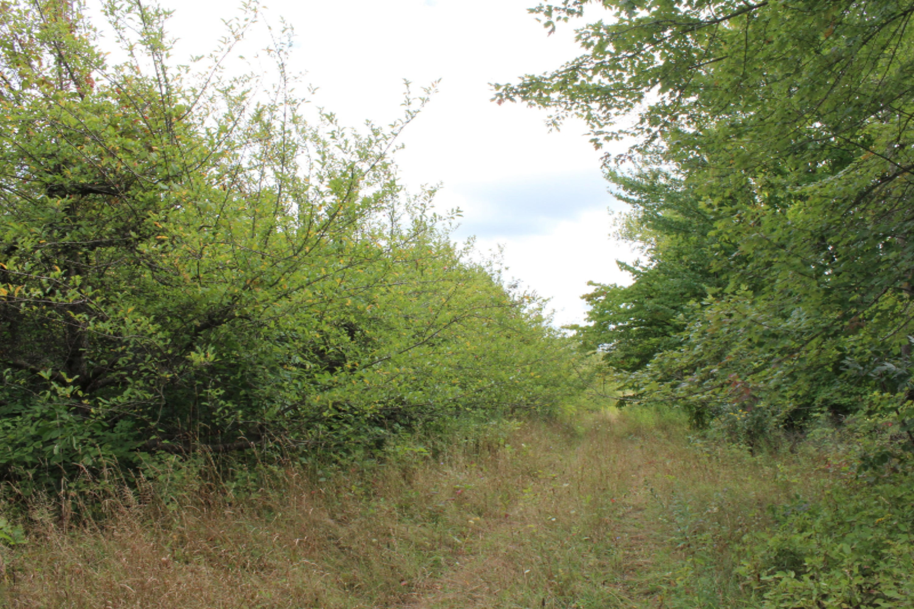 0 Warren Woods Road Galien, MI 49113 - Photo 1 of 9 IMG_0761