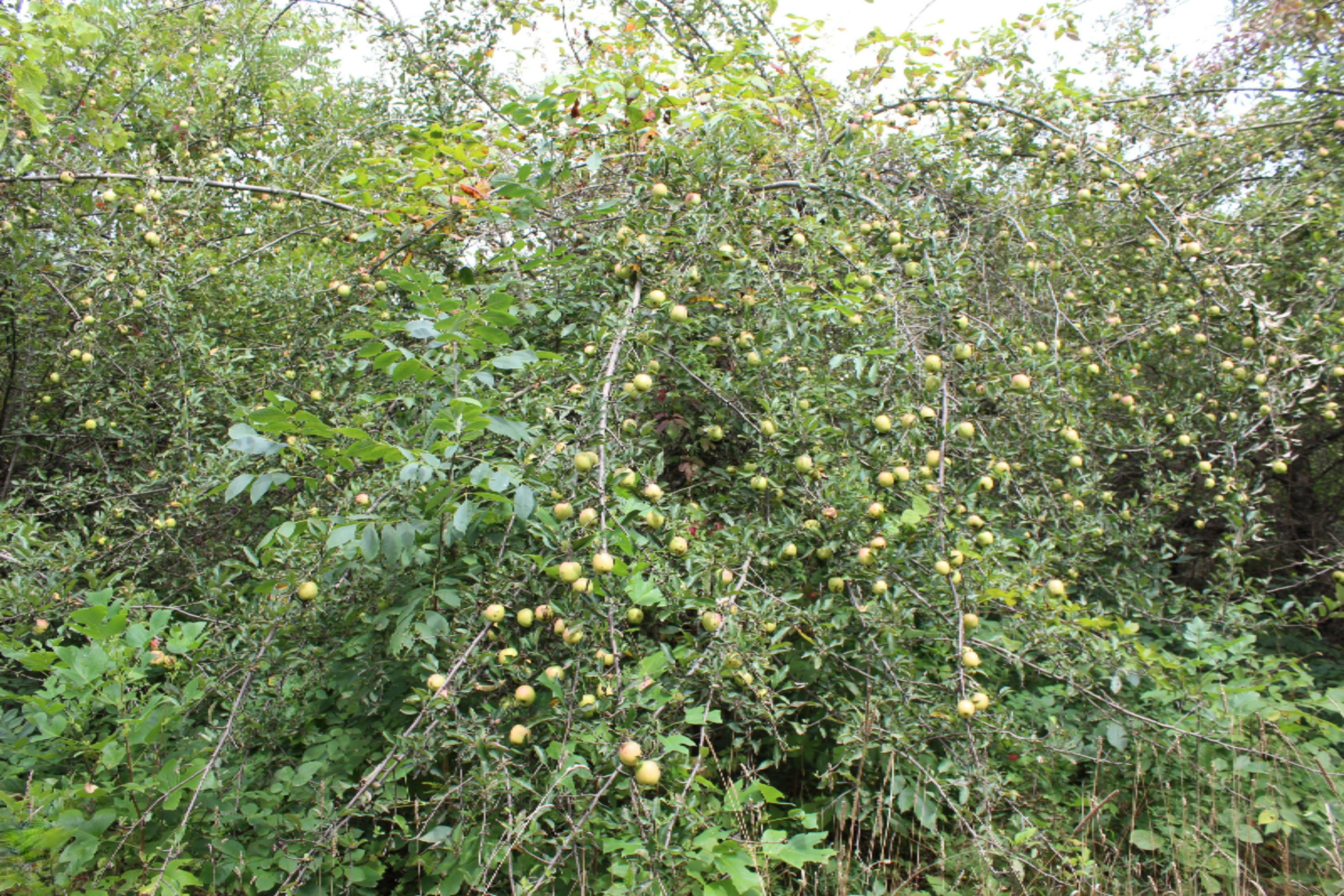 0 Warren Woods Road Galien, MI 49113 - Photo 2 of 9 IMG_0759