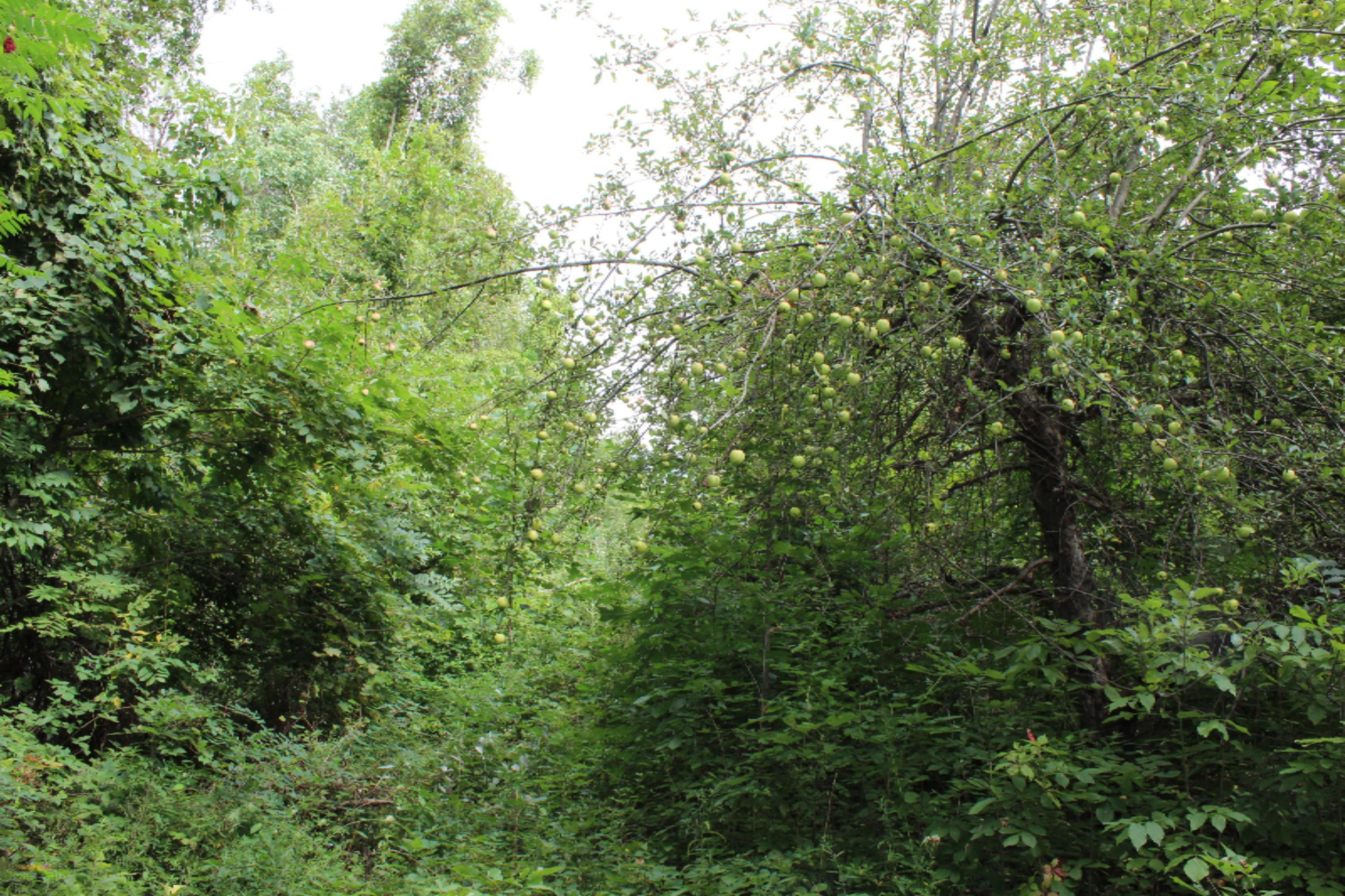 0 Warren Woods Road Galien, MI 49113 - Photo 5 of 9 IMG_0760