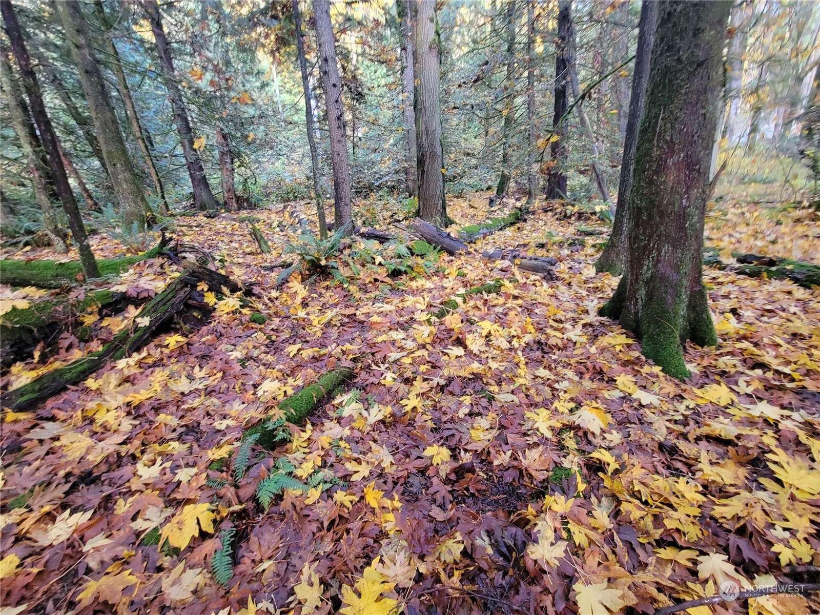 5376 Reese Hill Road Sumas, WA 98295 - Photo 3 of 11