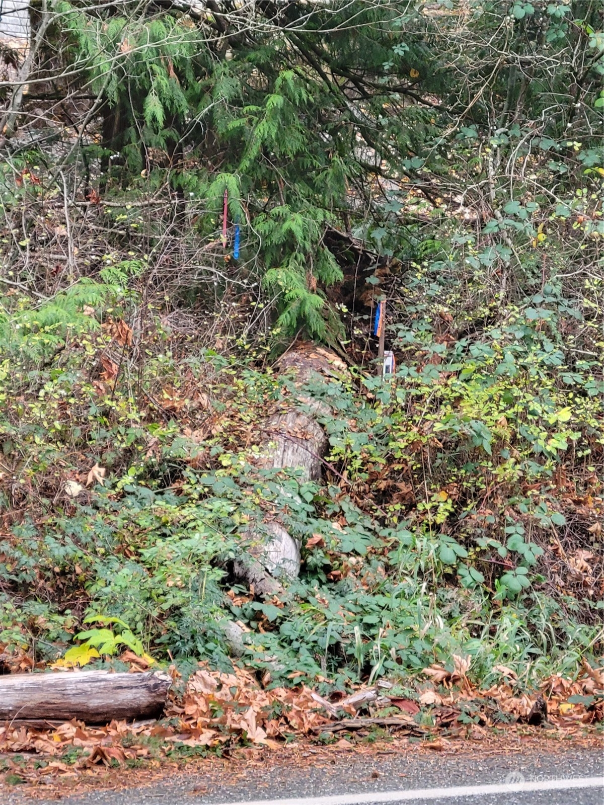 5376 Reese Hill Road Sumas, WA 98295 - Photo 4 of 11