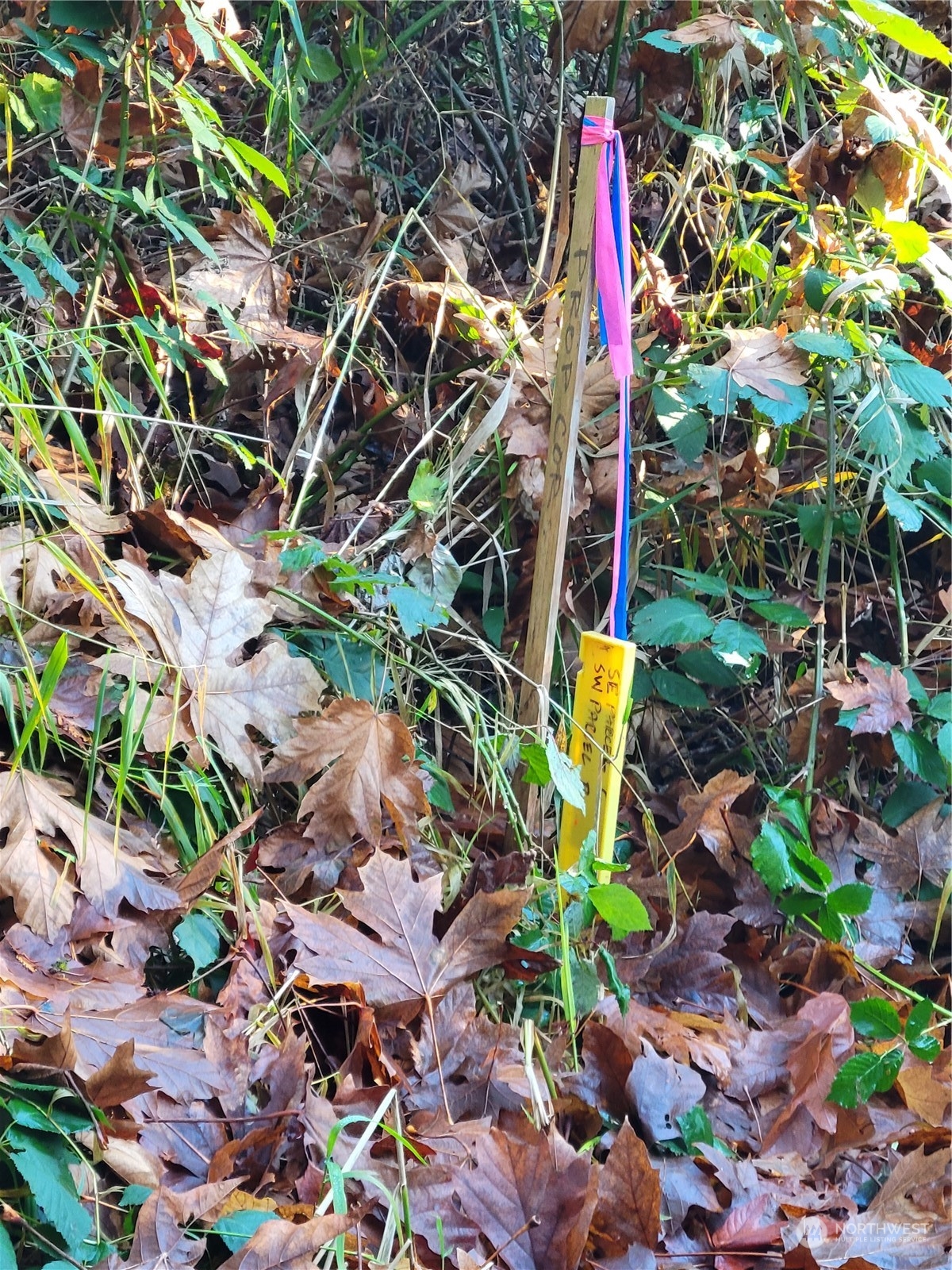 5376 Reese Hill Road Sumas, WA 98295 - Photo 6 of 11