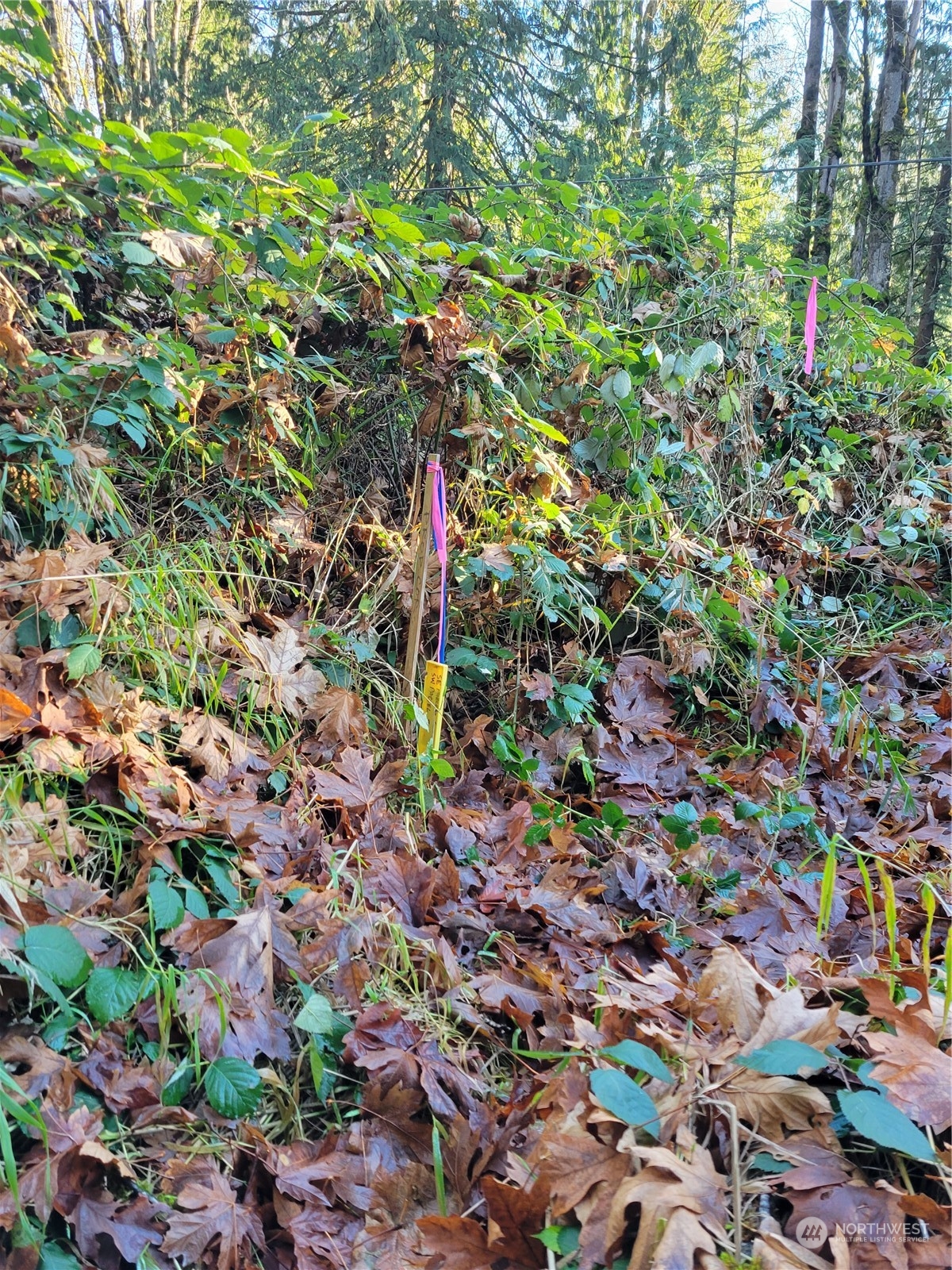 5376 Reese Hill Road Sumas, WA 98295 - Photo 7 of 11