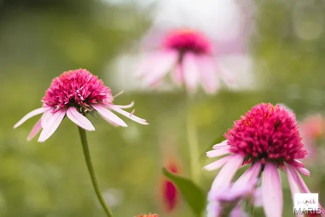 $1,850 | 55 South Gore Avenue, Unit 1H, Webster Groves, MO 63119