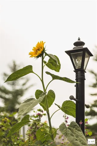 $1,850 | 55 South Gore Avenue, Unit 1H, Webster Groves, MO 63119