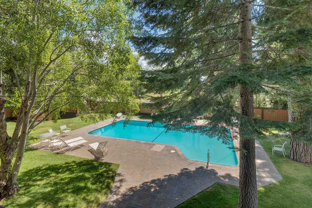 a view of a yard with plants and a large tree