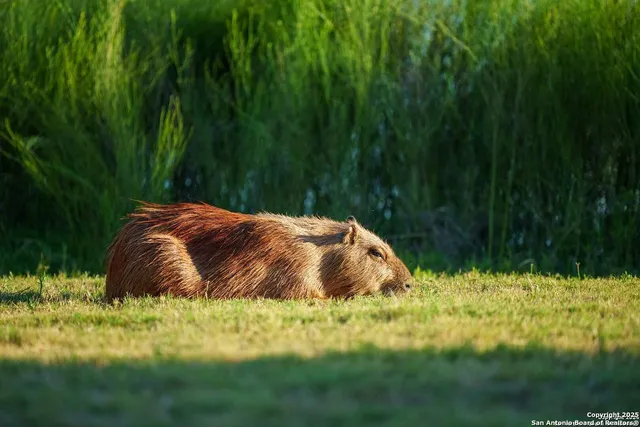 $1,375,000 | 6170 County Road 332, Jourdanton, TX 78026