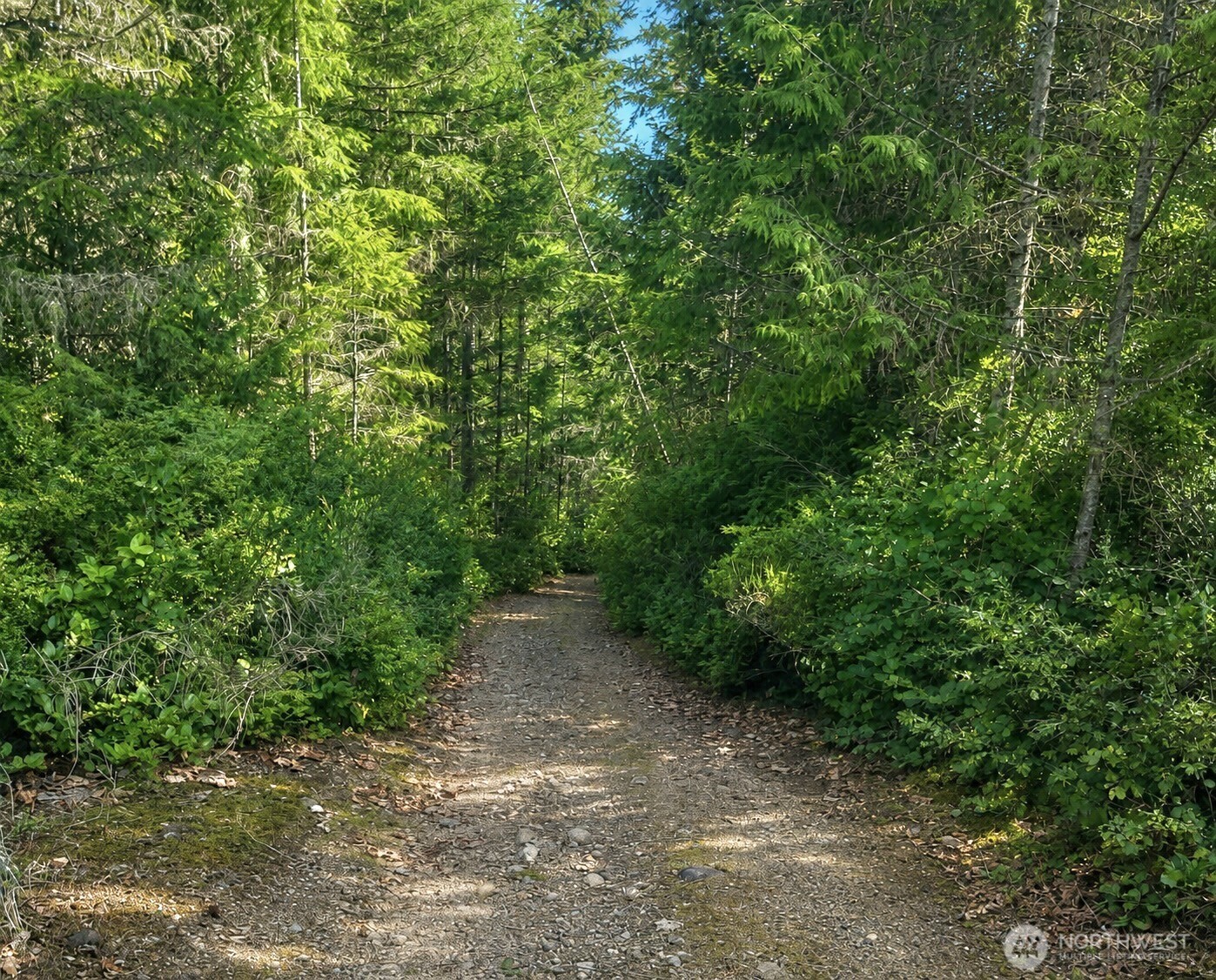 7611 North Triton Heights Road Lilliwaup, WA 98555 - Photo 3 of 35 a view of a forest with lots of bushes