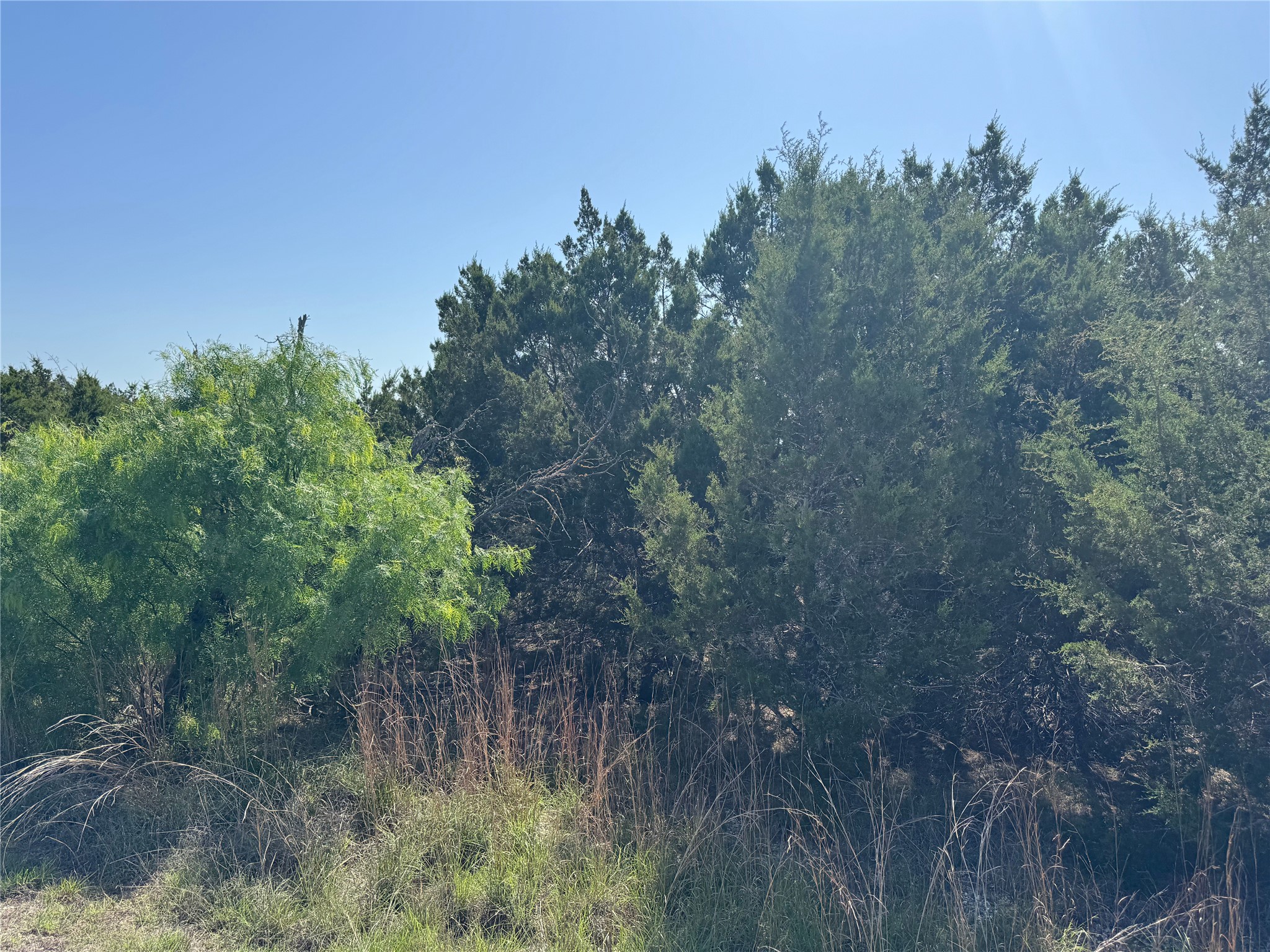 Lot 53 Balcones Ridge Way Bertram, TX 78605 - Photo 6 of 18 a view of a forest with trees in the background