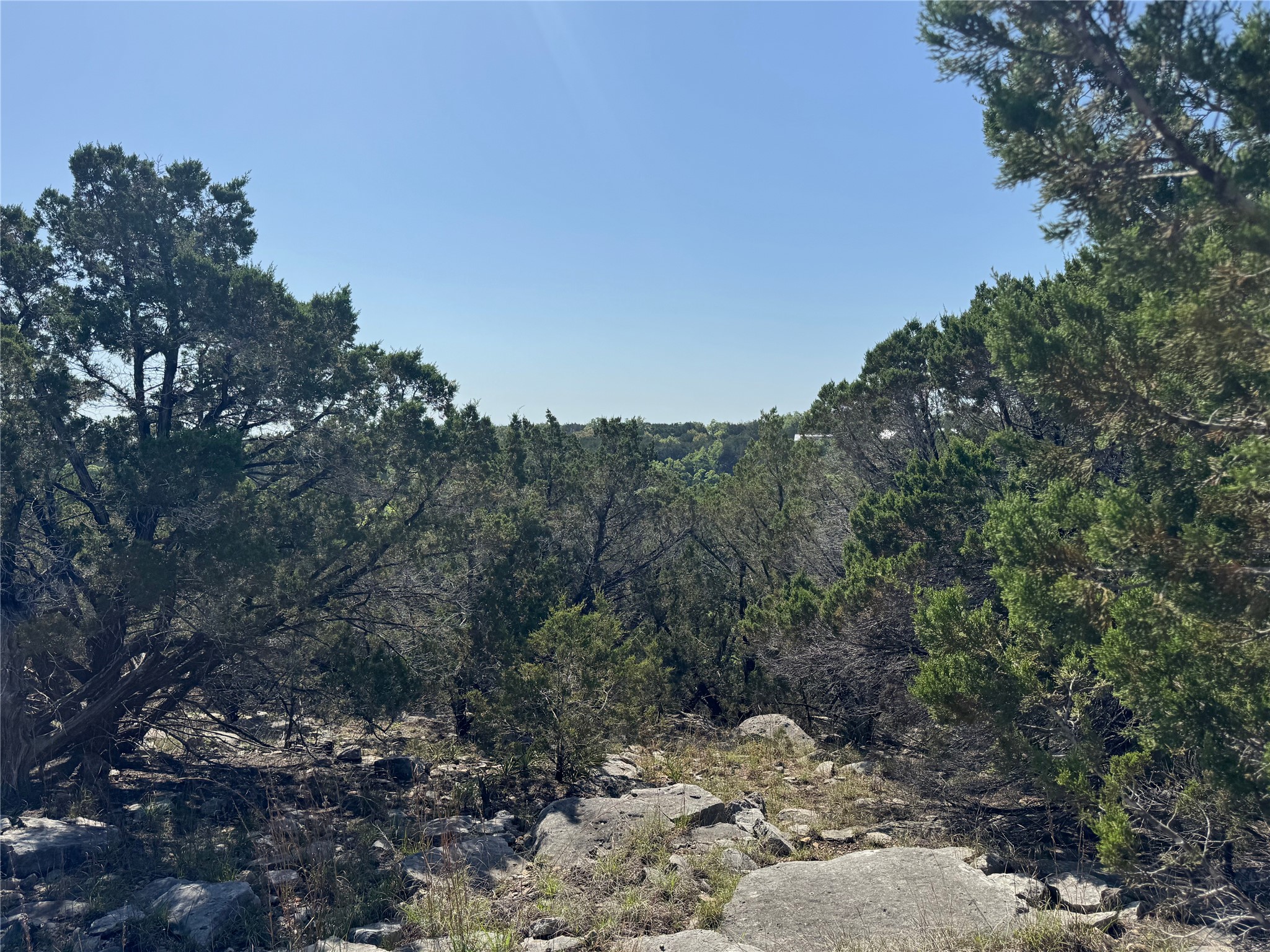 Lot 53 Balcones Ridge Way Bertram, TX 78605 - Photo 7 of 18 a view of a forest filled with trees