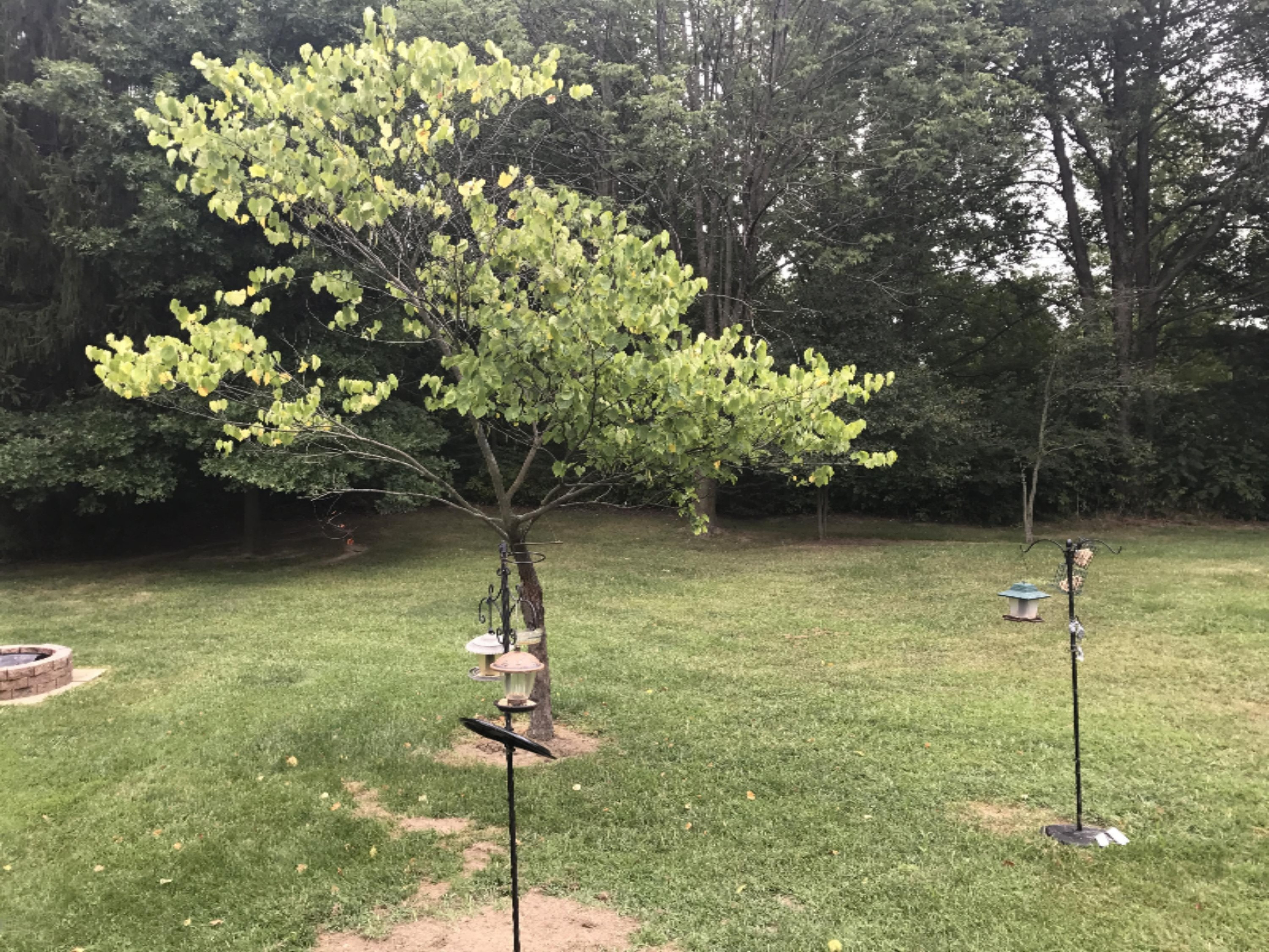 9287 Garr Road Berrien Springs, MI 49103 - Photo 40 of 71 2017-08-18 11.56.28