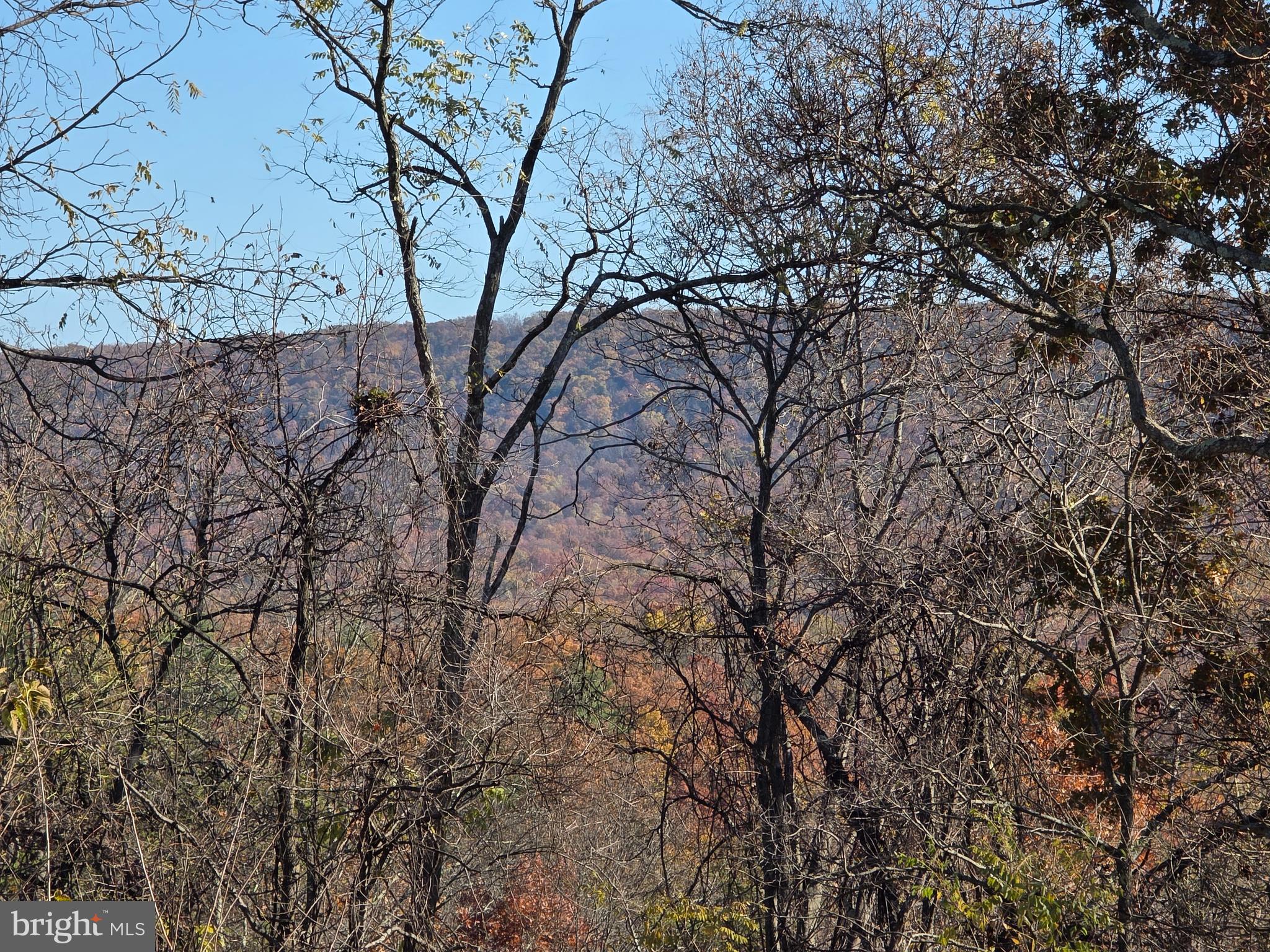 9575 Winchester Grade Road Berkeley Springs, WV 25411 - Photo 8 of 10 a view of a tree in middle of the