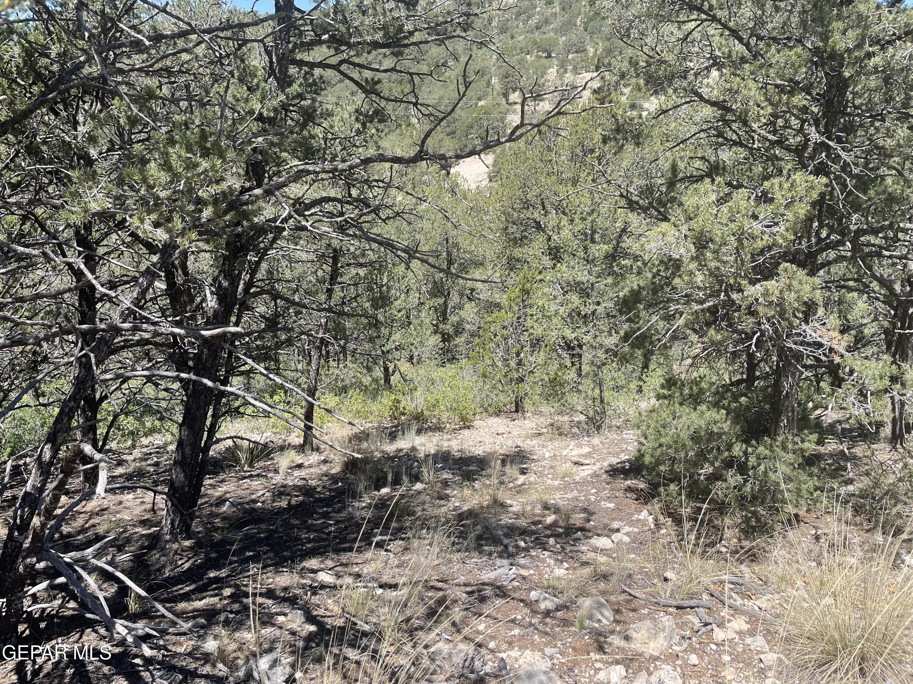 60 Canyon Road Timberon, NM 88350 - Photo 2 of 8 a view of a yard with a tree
