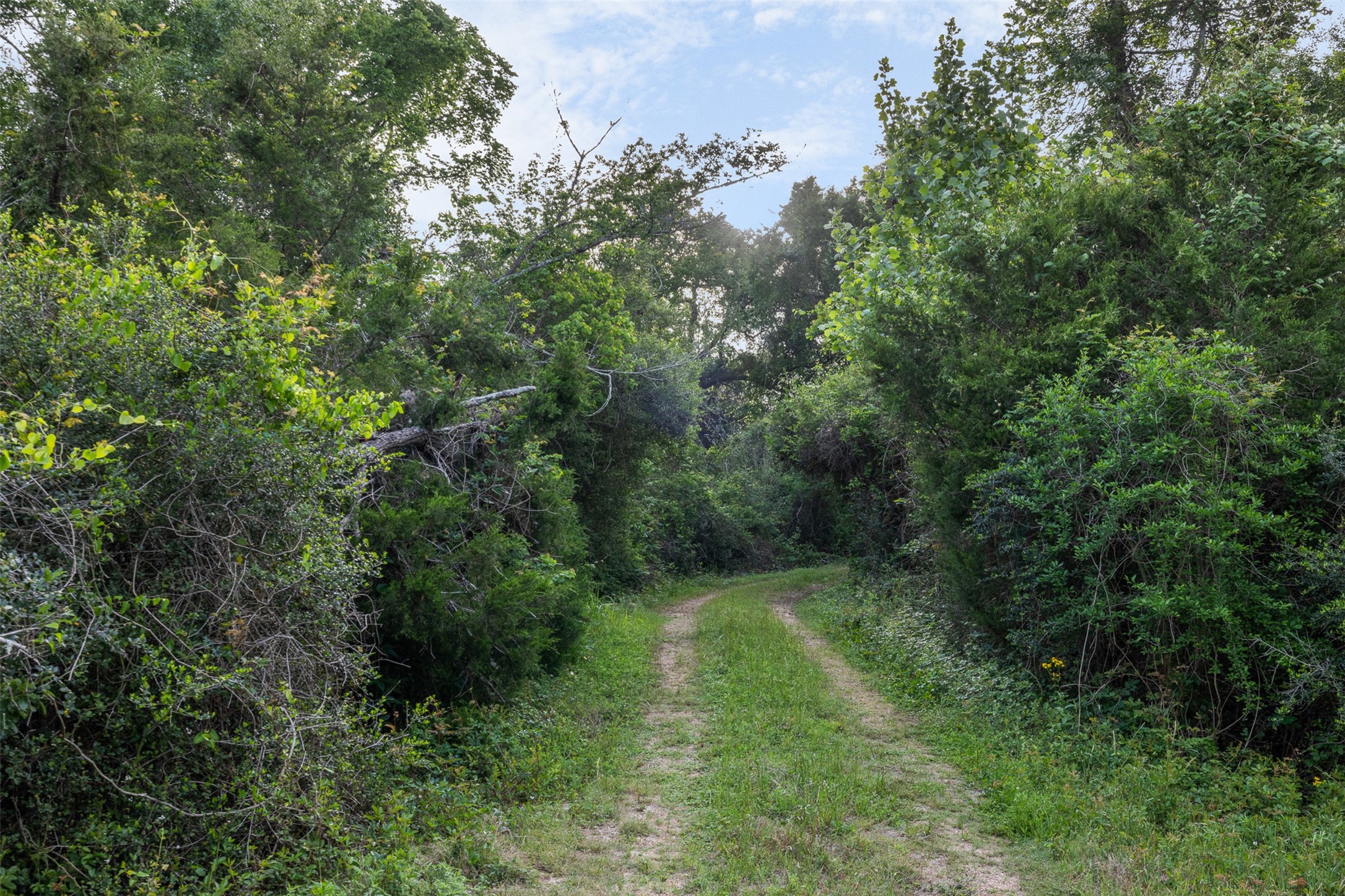 11401 Schaffner Road Sealy, TX 77474 - Photo 25 of 47