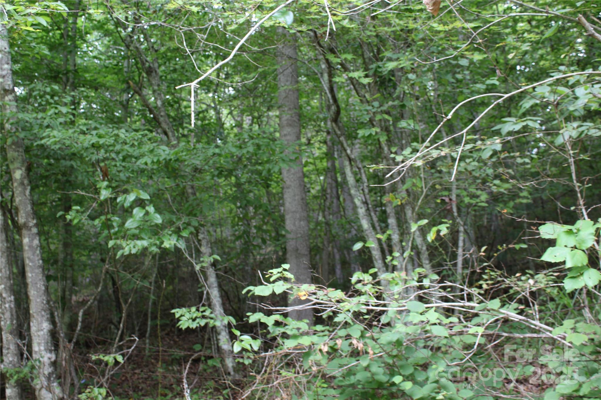 Lot 2 Cody Road Marshall, NC 28753 - Photo 7 of 10 a backyard of a house with lots of green space