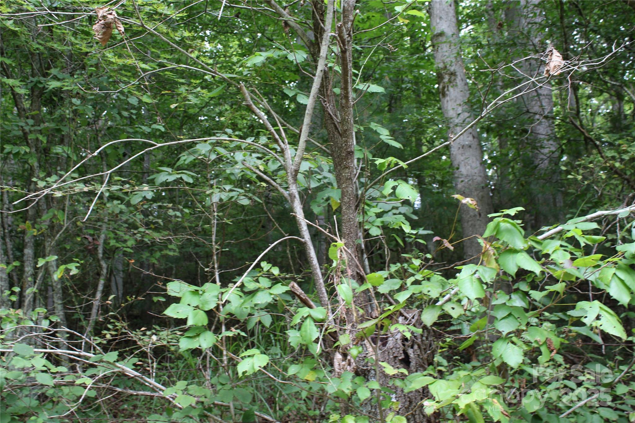 Lot 2 Cody Road Marshall, NC 28753 - Photo 8 of 10 a backyard of a house with lots of green space and mountain view