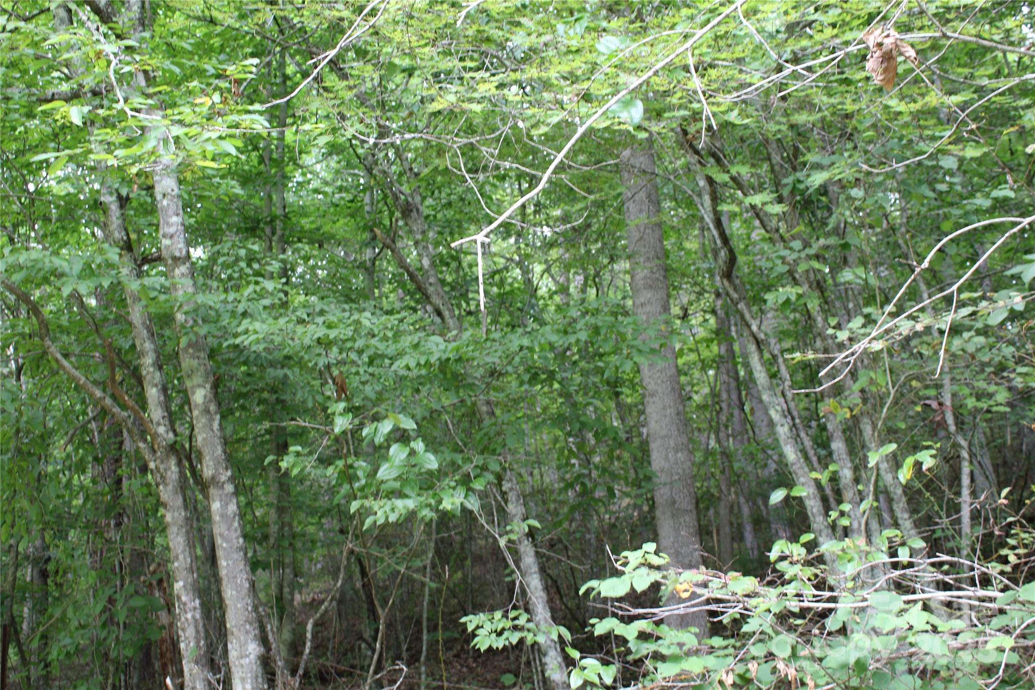 Lot 2 Cody Road Marshall, NC 28753 - Photo 9 of 10 a backyard of a house with lots of green space