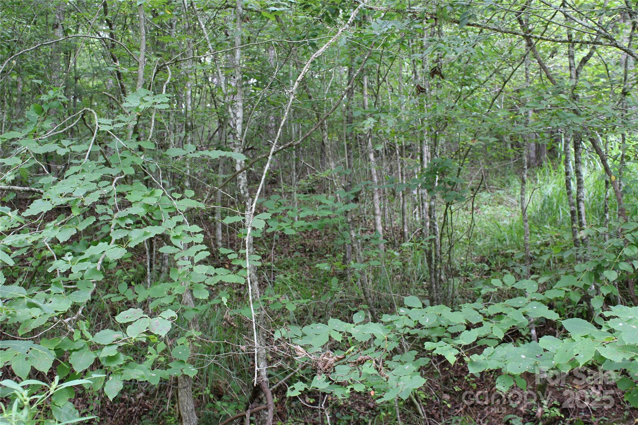 Lot 2 Cody Road Marshall, NC 28753 - Photo 10 of 10 a view of a forest with a tree