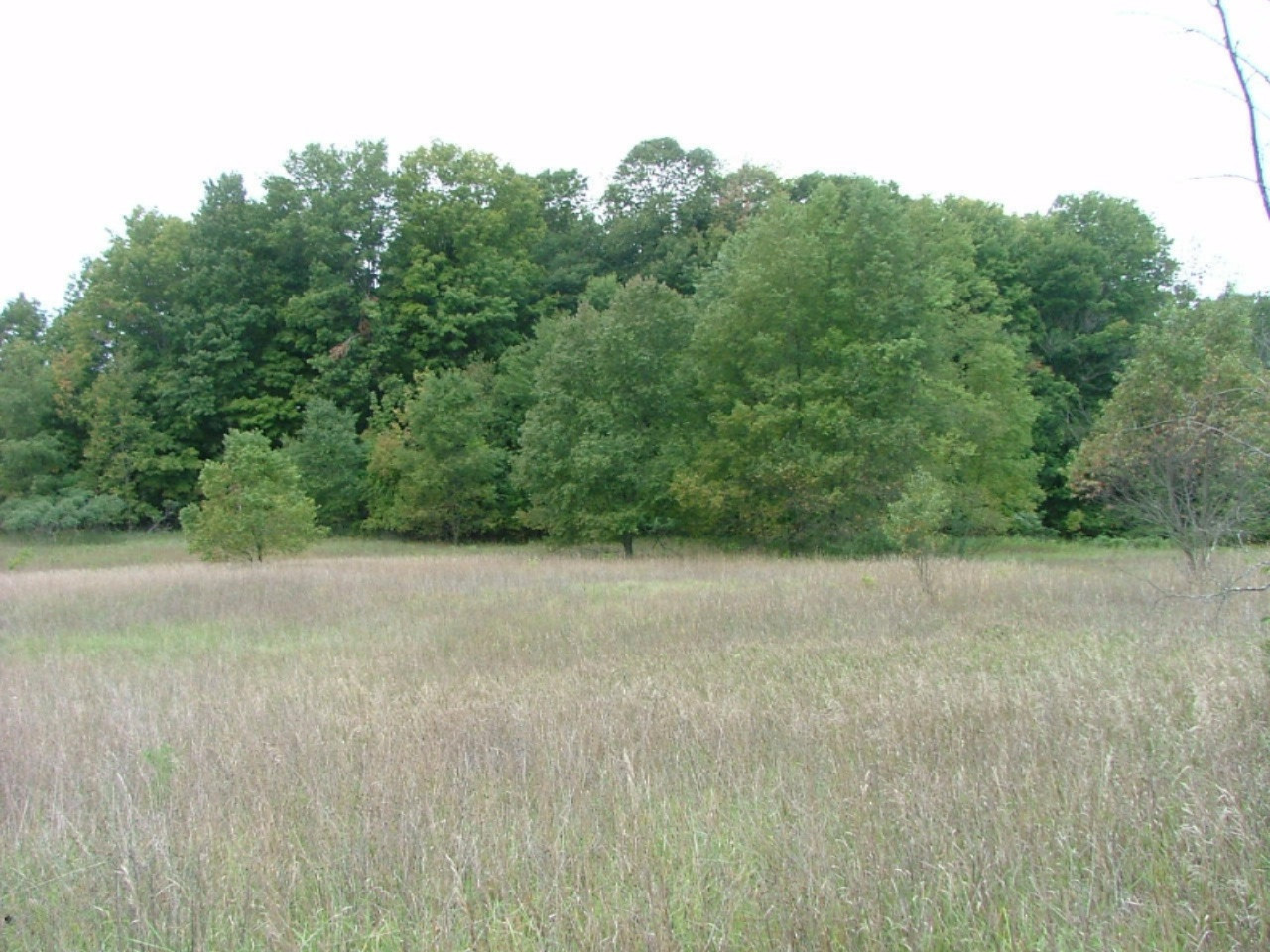 9444 Chief Road Bear Lake, MI 49614 - Photo 19 of 21 field and woods