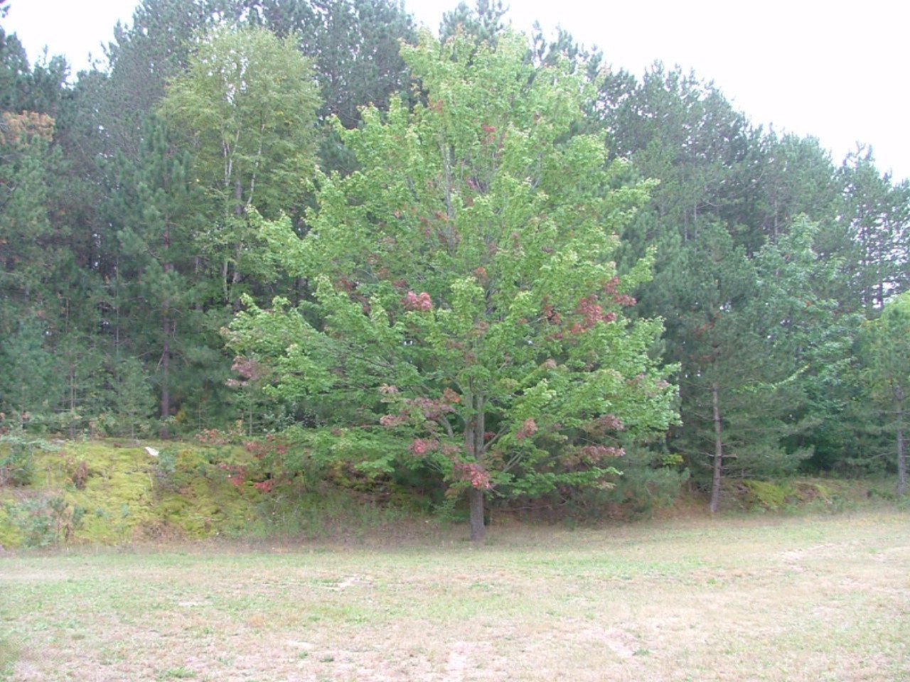 9444 Chief Road Bear Lake, MI 49614 - Photo 20 of 21 tree turning color