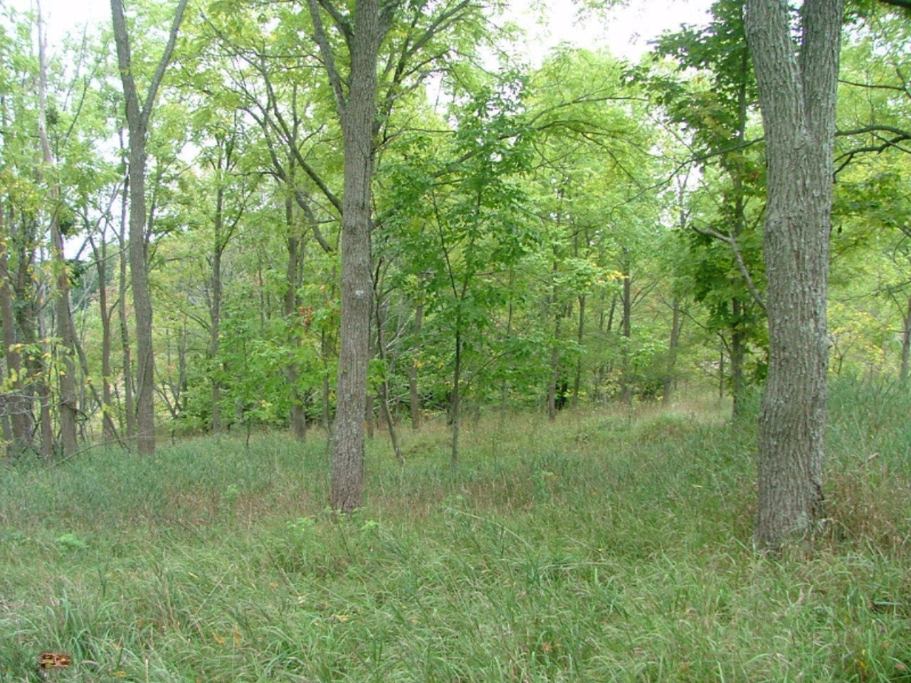9444 Chief Road Bear Lake, MI 49614 - Photo 3 of 21 woods