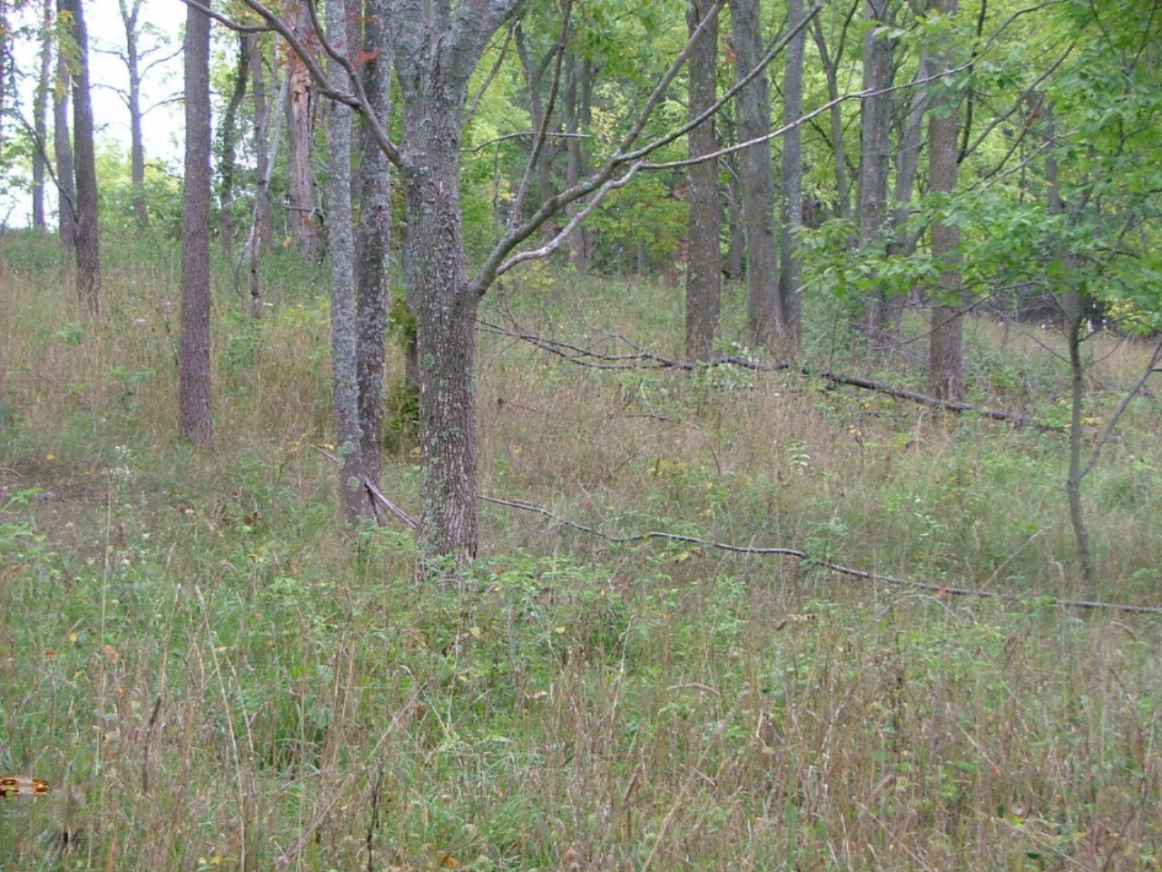 9444 Chief Road Bear Lake, MI 49614 - Photo 4 of 21 hilly area