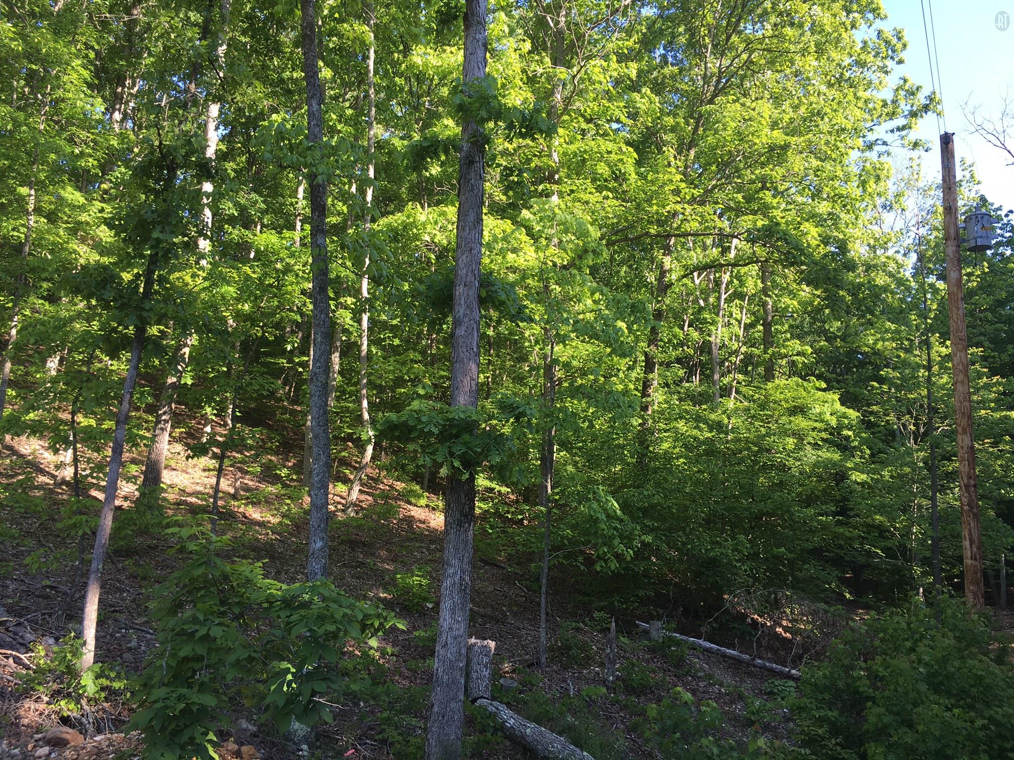 0 Haylee Road Waverly, TN 37185 - Photo 2 of 2 a view of forest