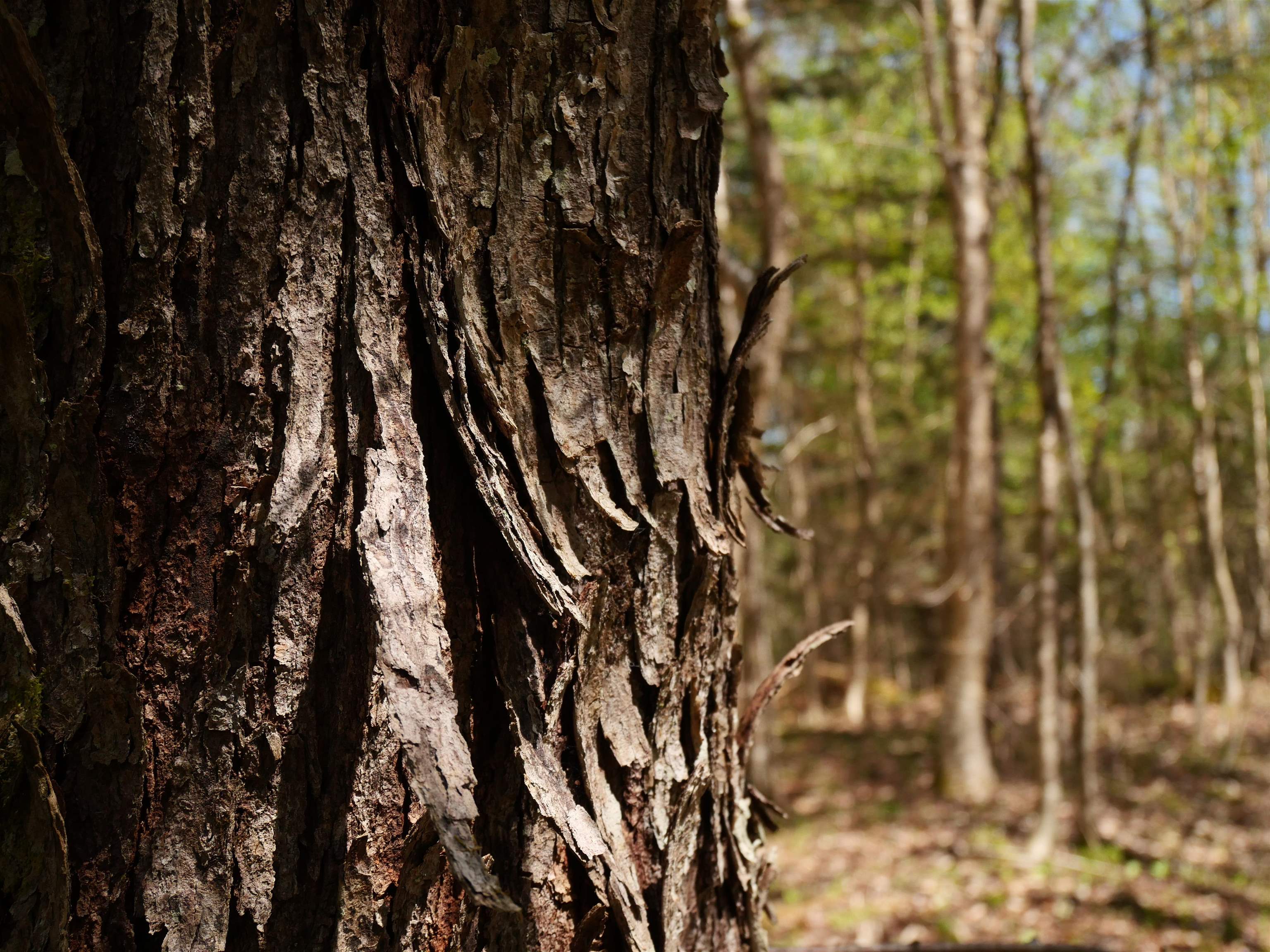 5198 Darling Hill Road Burke, VT 05832 - Photo 58 of 60